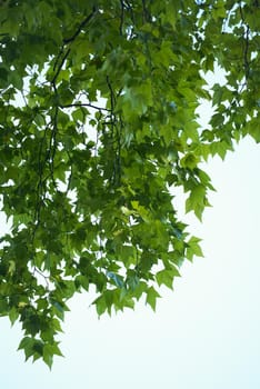 tree branches with blue sky in background and fresh spring leafs close up ready for double exposure mask selection