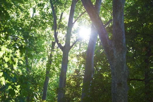 tree branches with blue sky in background and fresh spring leafs close up ready for double exposure mask selection