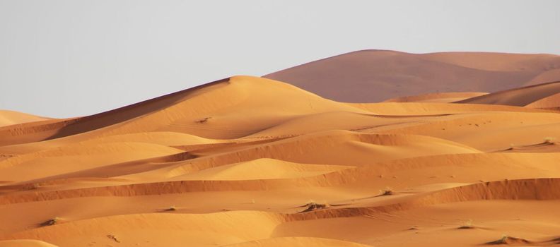 Scenic  sand dunes in Sahara Desert