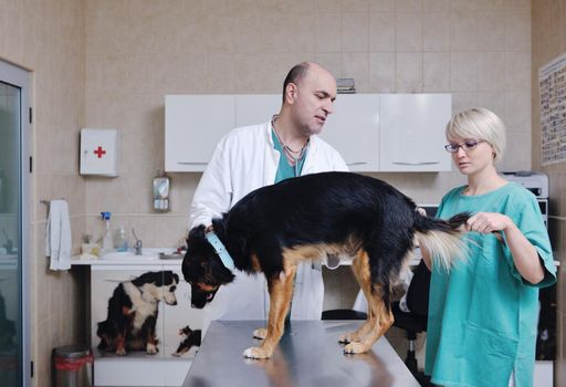 portrait of a veterinarian and assistant in a small animal clinic at work