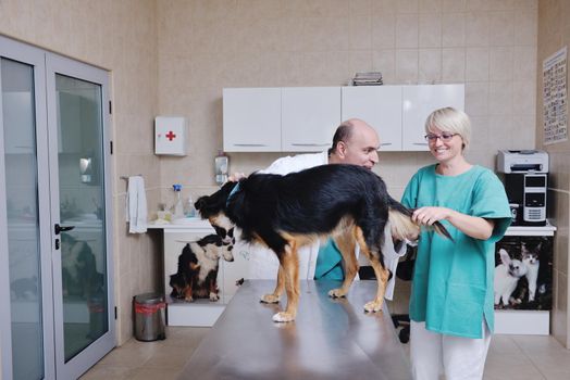 portrait of a veterinarian and assistant in a small animal clinic at work