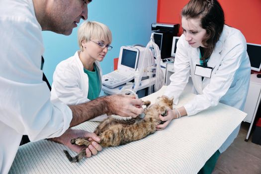 portrait of a veterinarian and assistant in a small animal clinic at work