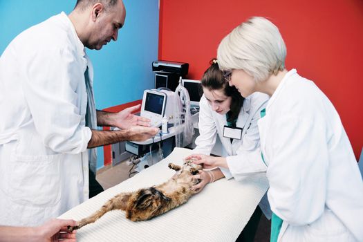 portrait of a veterinarian and assistant in a small animal clinic at work