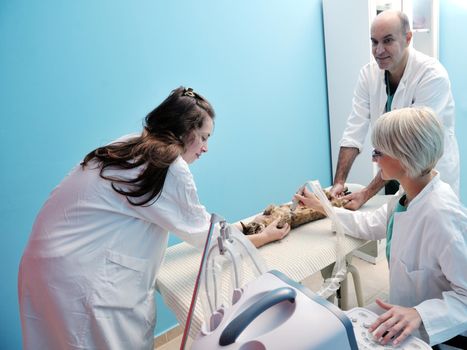 portrait of a veterinarian and assistant in a small animal clinic at work