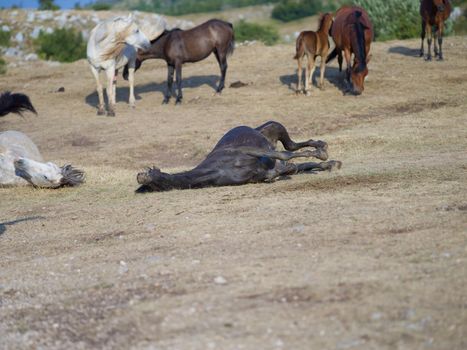 group of beautiful wild horses in nature