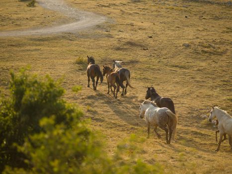 group of beautiful wild horses in nature