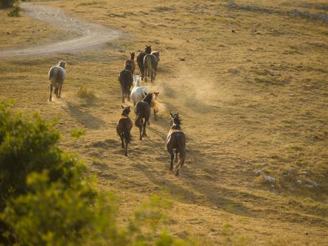 group of beautiful wild horses in nature