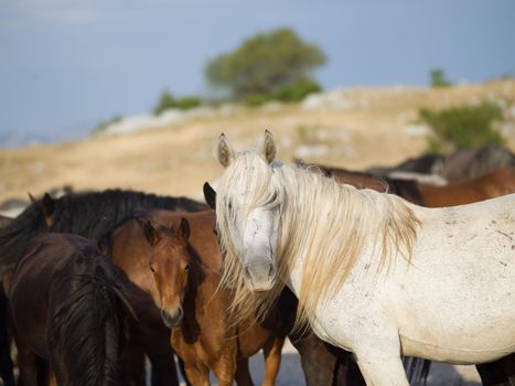 group of beautiful wild horses in nature