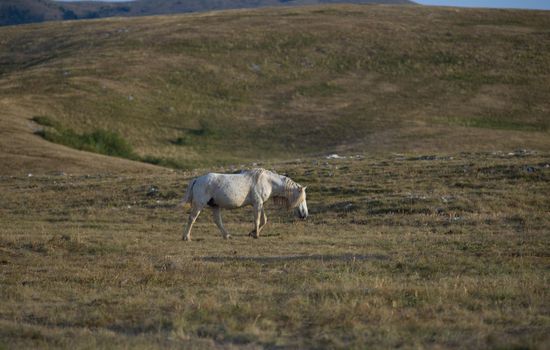 group of beautiful wild horses in nature