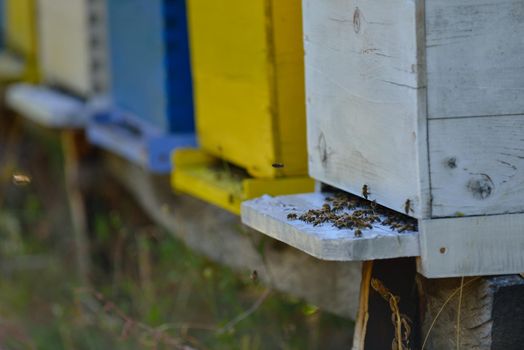 honey bee worker  farm animal  home in nature representing health medicine and organic food concept