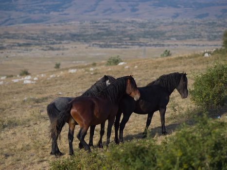 group of beautiful wild horses in nature