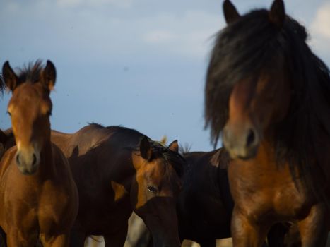 group of beautiful wild horses in nature