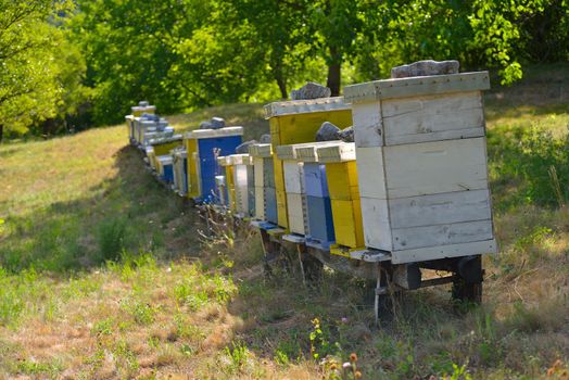 honey bee worker  farm animal  home in nature representing health medicine and organic food concept