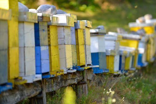 honey bee worker  farm animal  home in nature representing health medicine and organic food concept