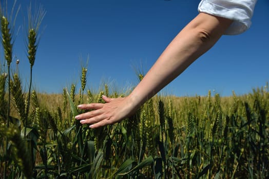 Hand in wheat field. Harvest and gold food concept