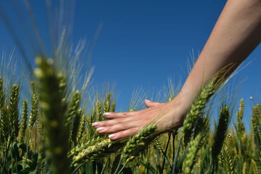 Hand in wheat field. Harvest and gold food concept