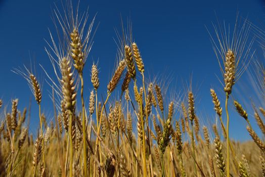 Golden wheat field with blue sky in background