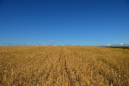 Golden wheat field with blue sky in background