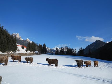 nature scene with cow animal at winter with snow  mountain landscape in background