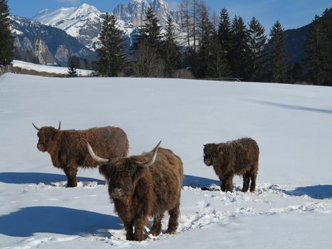 nature scene with cow animal at winter with snow  mountain landscape in background