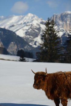 nature scene with cow animal at winter with snow  mountain landscape in background