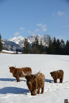 nature scene with cow animal at winter with snow  mountain landscape in background