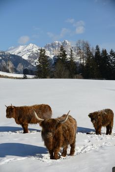 nature scene with cow animal at winter with snow  mountain landscape in background