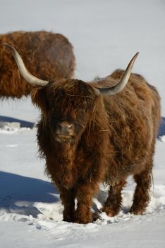 nature scene with cow animal at winter with snow  mountain landscape in background