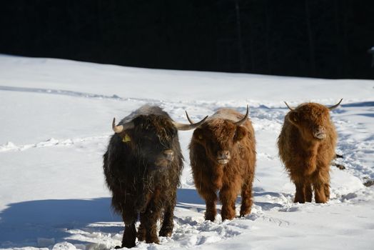 nature scene with cow animal at winter with snow  mountain landscape in background