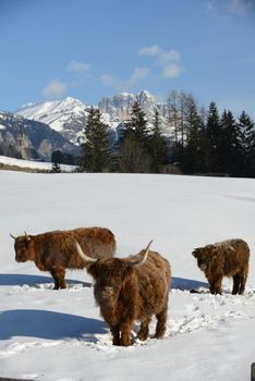 nature scene with cow animal at winter with snow  mountain landscape in background