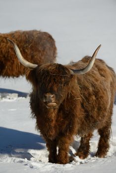 nature scene with cow animal at winter with snow  mountain landscape in background