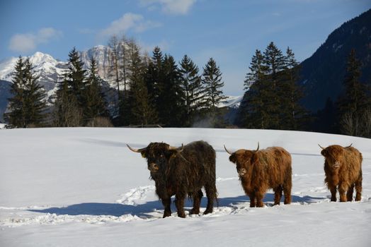 nature scene with cow animal at winter with snow  mountain landscape in background