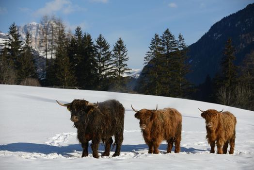 nature scene with cow animal at winter with snow  mountain landscape in background