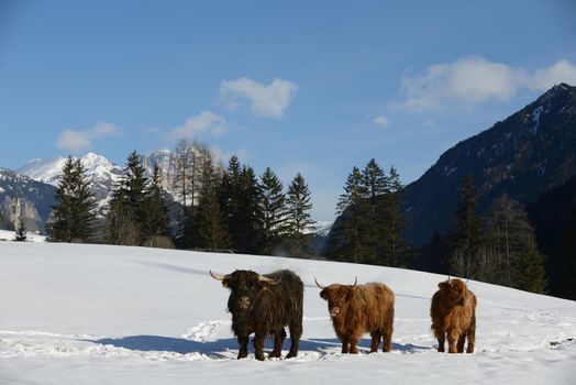 nature scene with cow animal at winter with snow  mountain landscape in background