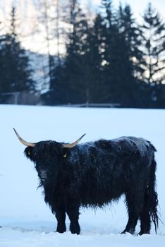 nature scene with cow animal at winter with snow  mountain landscape in background