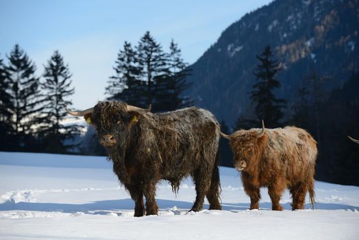 nature scene with cow animal at winter with snow  mountain landscape in background