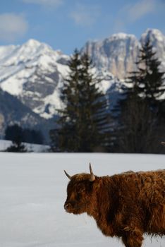 nature scene with cow animal at winter with snow  mountain landscape in background