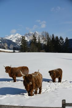 nature scene with cow animal at winter with snow  mountain landscape in background