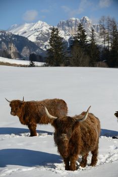 nature scene with cow animal at winter with snow  mountain landscape in background