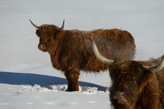 nature scene with cow animal at winter with snow  mountain landscape in background