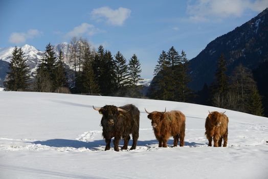 nature scene with cow animal at winter with snow  mountain landscape in background