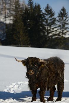 nature scene with cow animal at winter with snow  mountain landscape in background