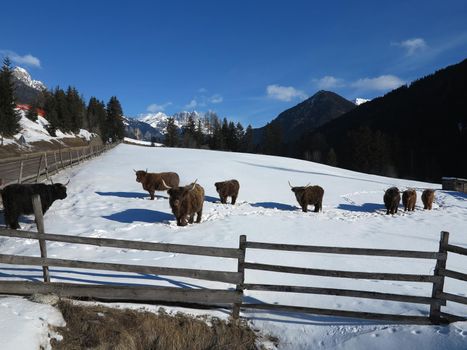 nature scene with cow animal at winter with snow  mountain landscape in background