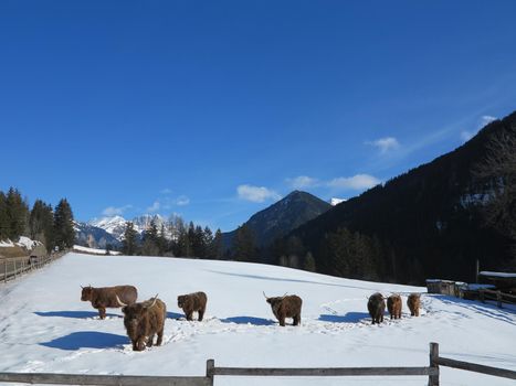 nature scene with cow animal at winter with snow  mountain landscape in background