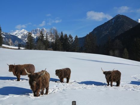 nature scene with cow animal at winter with snow  mountain landscape in background