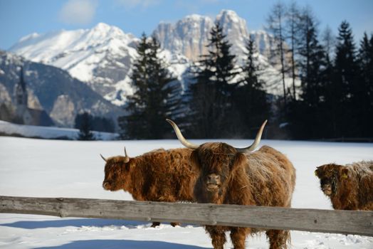 nature scene with cow animal at winter with snow  mountain landscape in background