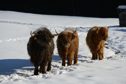 nature scene with cow animal at winter with snow  mountain landscape in background