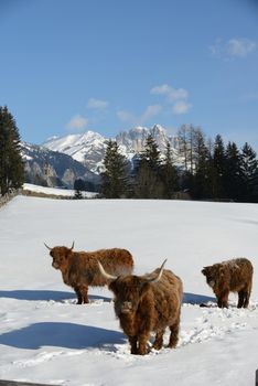 nature scene with cow animal at winter with snow  mountain landscape in background