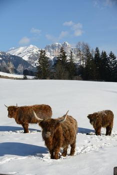 nature scene with cow animal at winter with snow  mountain landscape in background