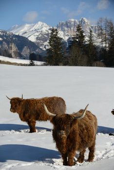 nature scene with cow animal at winter with snow  mountain landscape in background